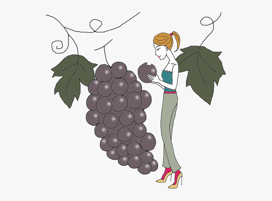 Vine - Seedless Fruit, Transparent Clipart