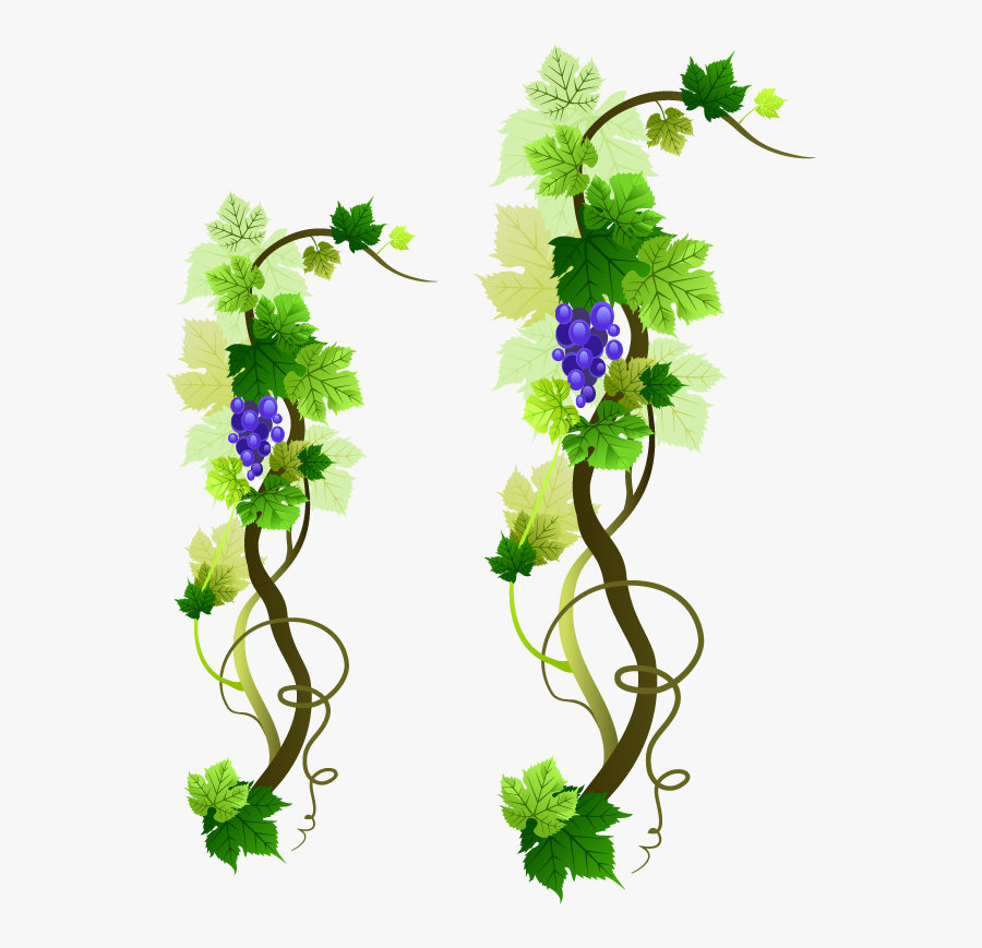 grape vine border png