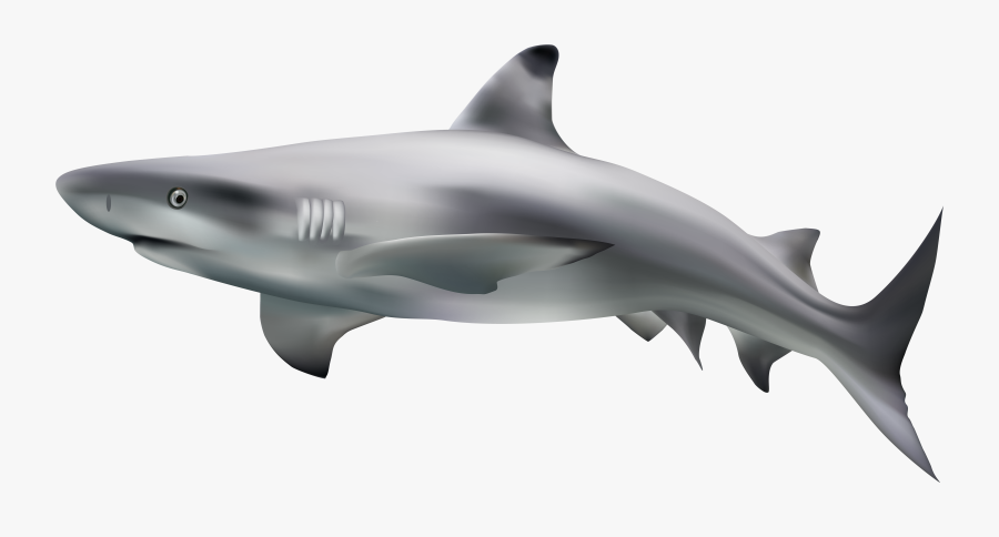 Shark Transparent Clip Art Image - Shark With Transparent Background, Transparent Clipart