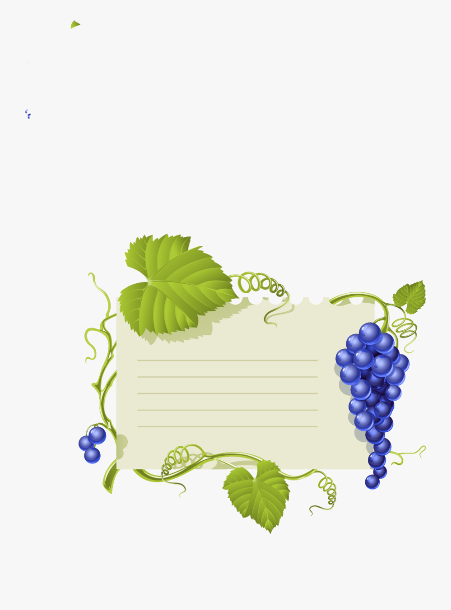 Transparent Grape Vine Clipart - Grape Vines Drawing, Transparent Clipart