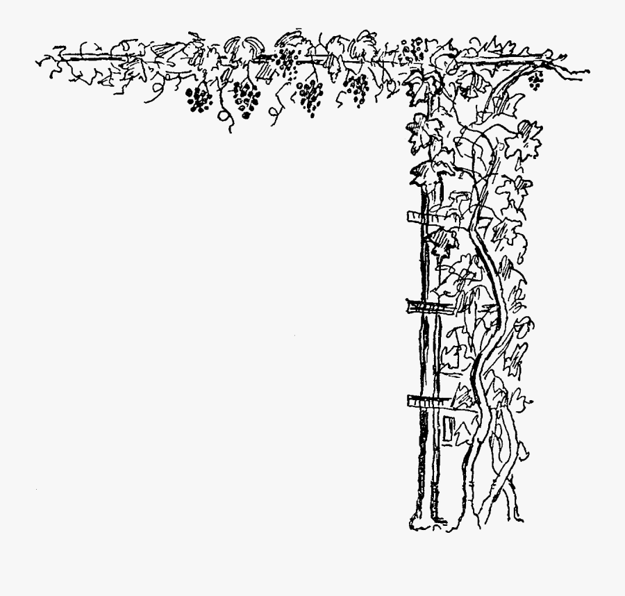 Digital Stamp Design Stock - Grape Vine Black And White Clipart, Transparent Clipart