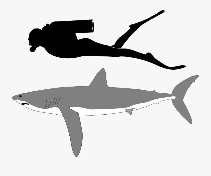 Great White Shark Mako Shark Clipart - Longfin Mako Shark Size, Transparent Clipart