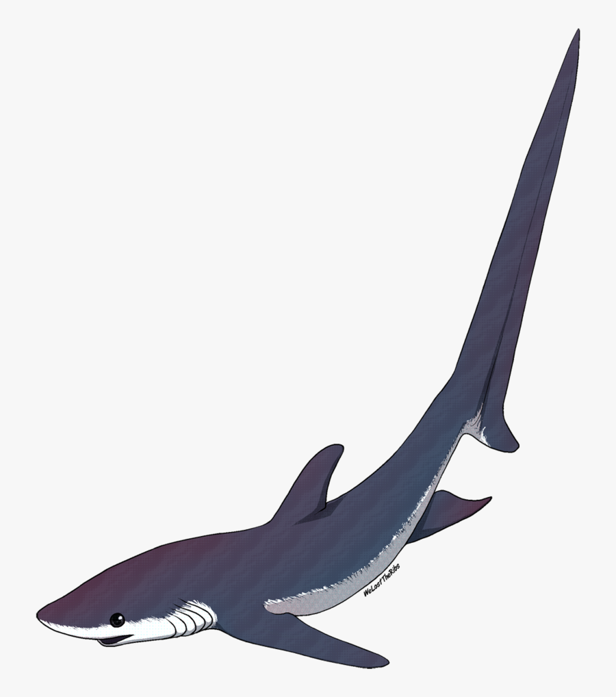 Transparent Shark Clipart Png - Thresher Shark Clip Art, Transparent Clipart