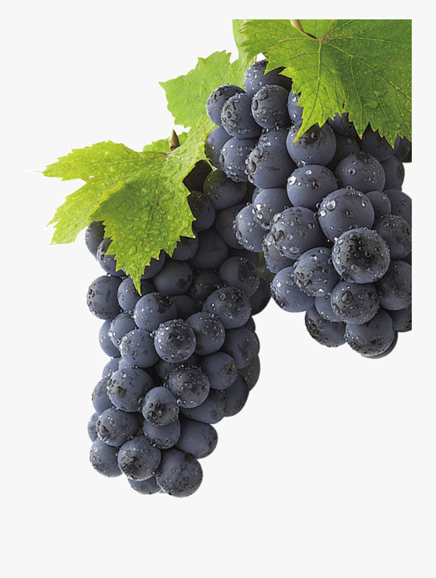 Winegrape On A Vine Transparent Background, Transparent Clipart