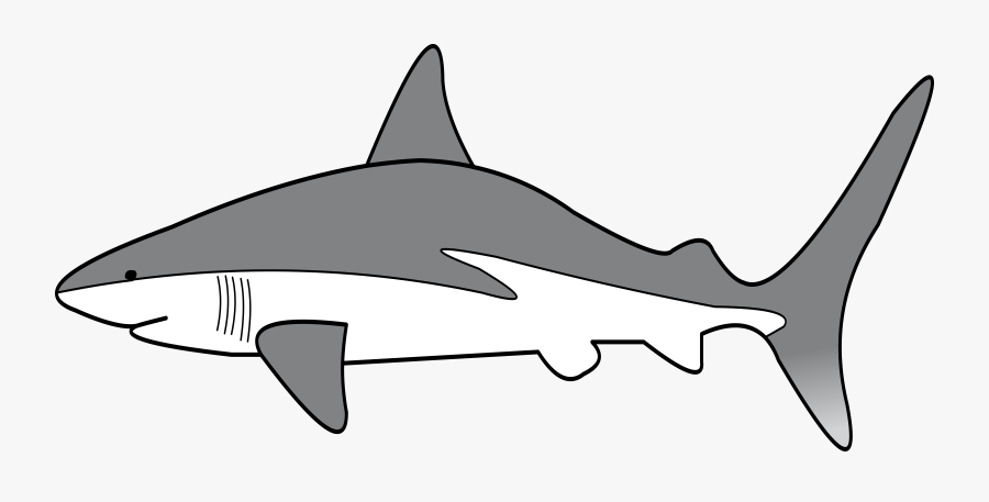 Whale - Grey Reef Shark Clipart, Transparent Clipart