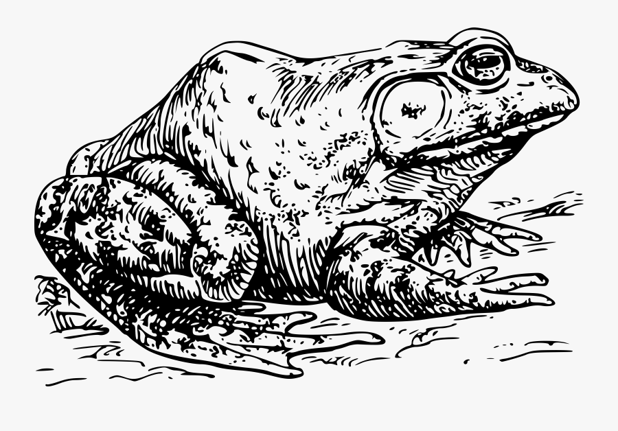 Thumb Image - Bullfrog Black And White, Transparent Clipart