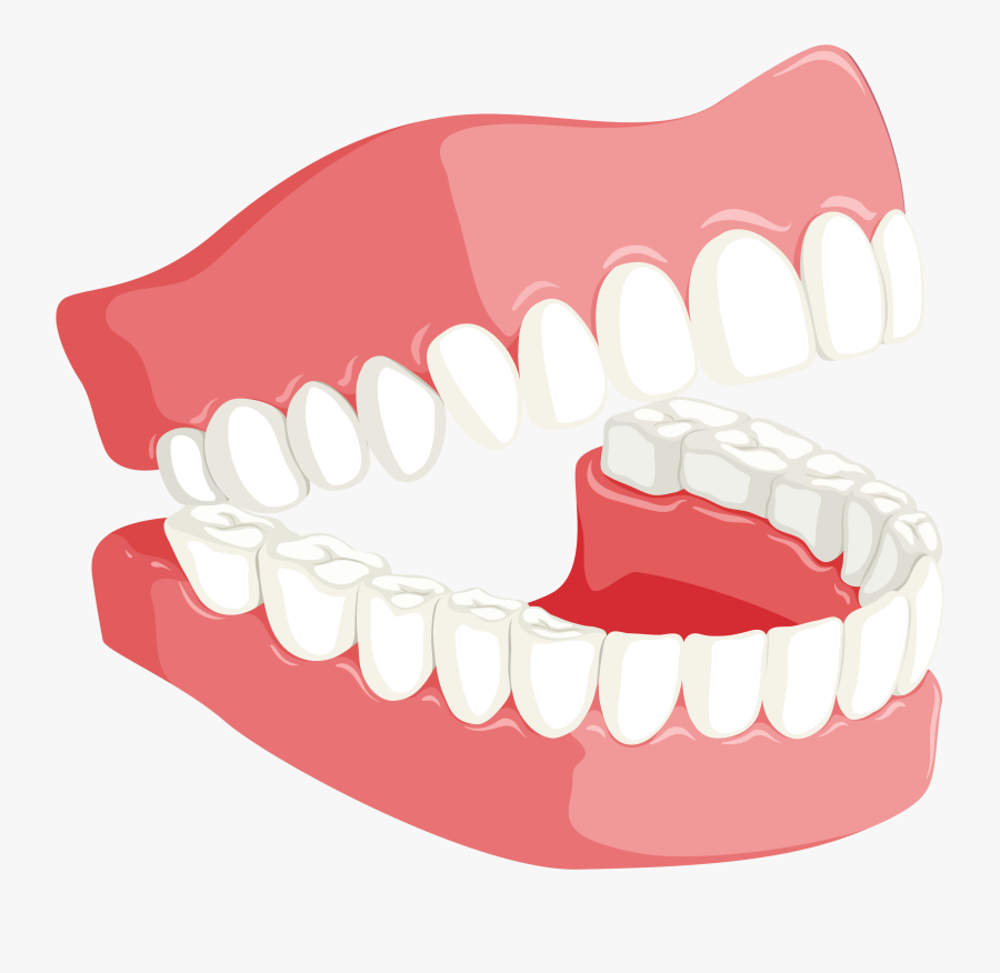 Clip Art Images Of Canine Teeth - Different Types Of Teeth And Their Function, Transparent Clipart