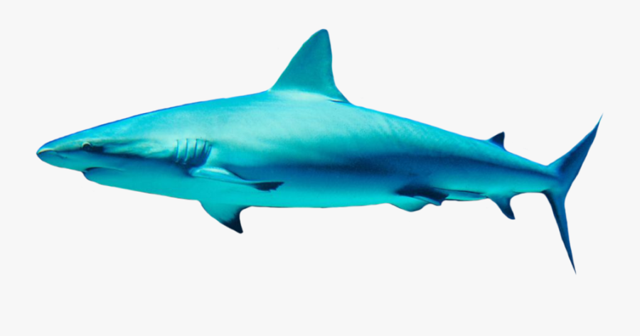 Shark And Transparent Background, Transparent Clipart