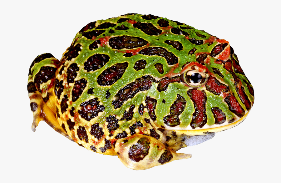 Toad Clipart Bumpy - Png Pac Man Frog, Transparent Clipart