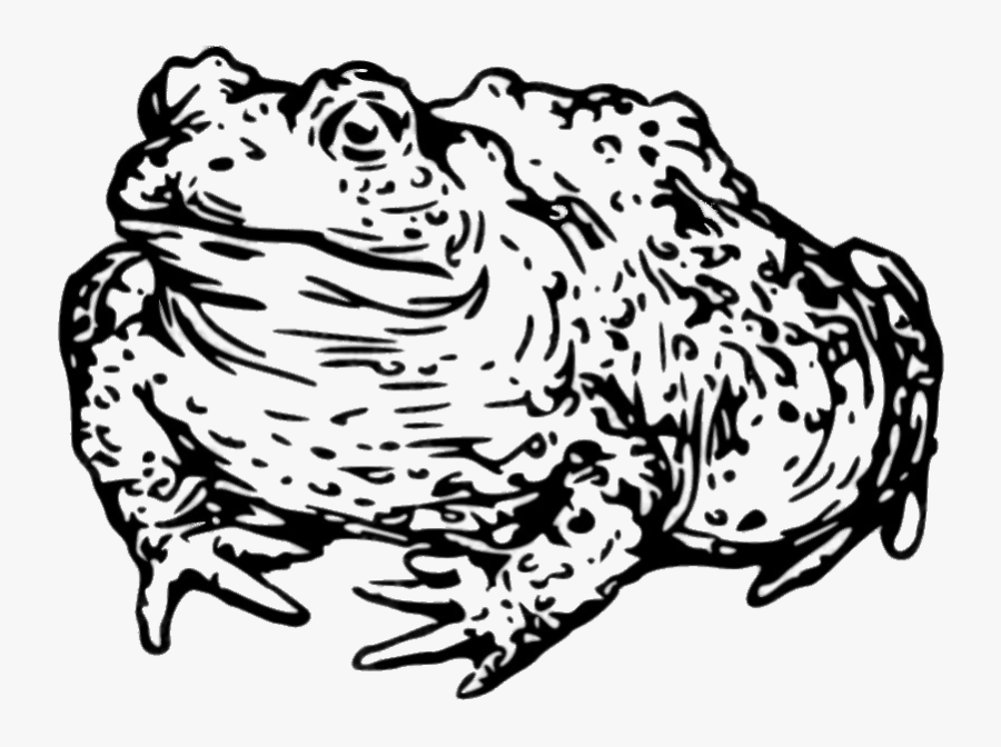 Toad Drawing Black And White - Toad Clipart Black And White Transparent, Transparent Clipart