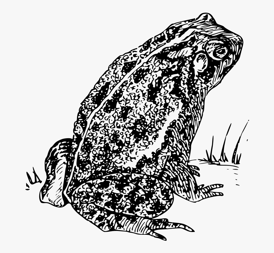 Toad 1 - Toads Black And White, Transparent Clipart