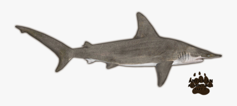 Bull Shark Hammerhead Shark Clipart - Zoo Tycoon 2 Scalloped Hammerhead Remake, Transparent Clipart