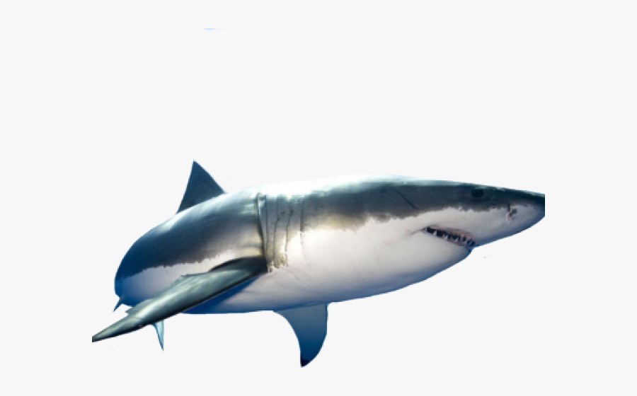 Transparent Great White Shark Png, Transparent Clipart