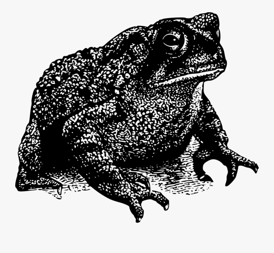 Toad 2 - Black And White Clipart Toad, Transparent Clipart