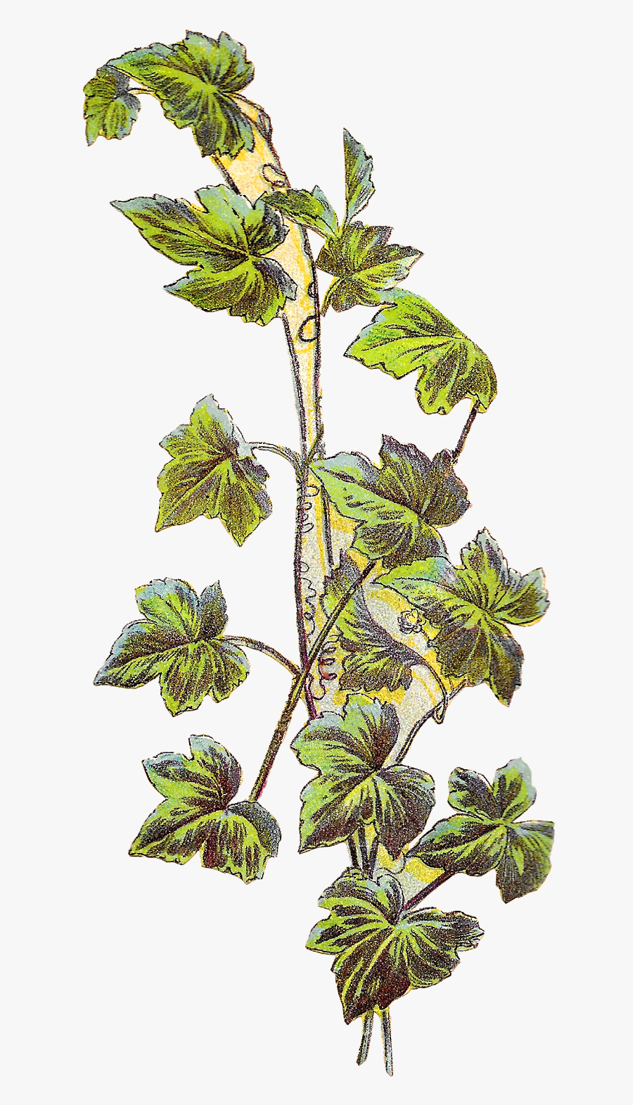 I Can Image This Grape Vine Image On Handmade Jar Labels - Antique Vine Botanical Illustration, Transparent Clipart