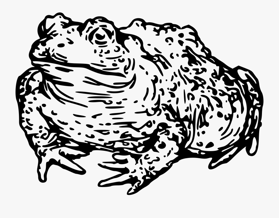 Transparent Jaguar Clipart - Toad Clipart Black And White Transparent, Transparent Clipart