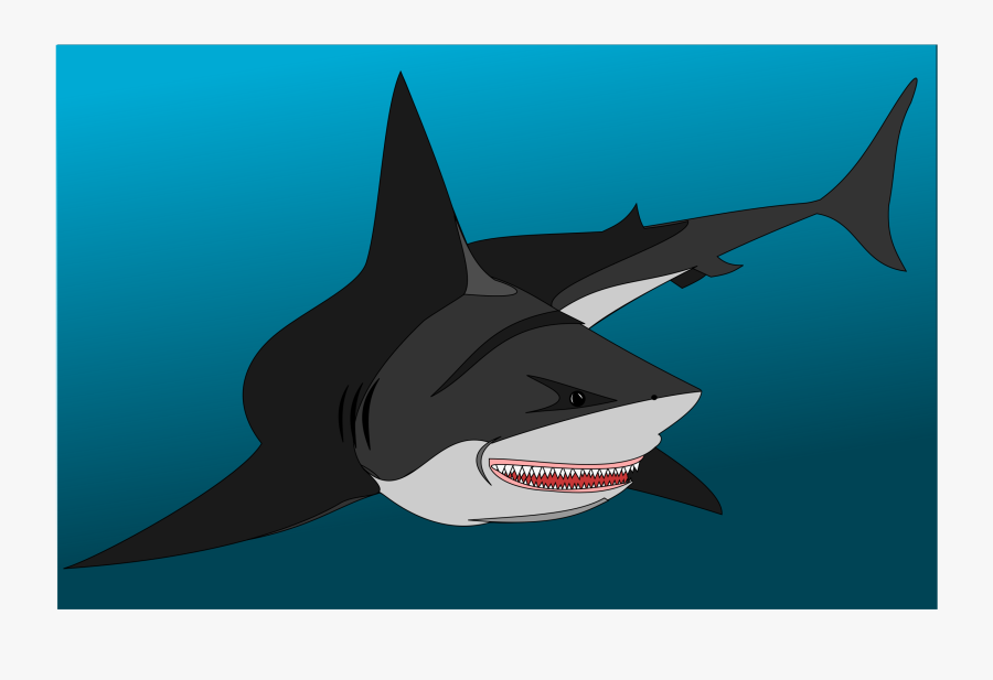 Marine Biology,shark,killer Whale - Fish Drawings Of Sharks, Transparent Clipart