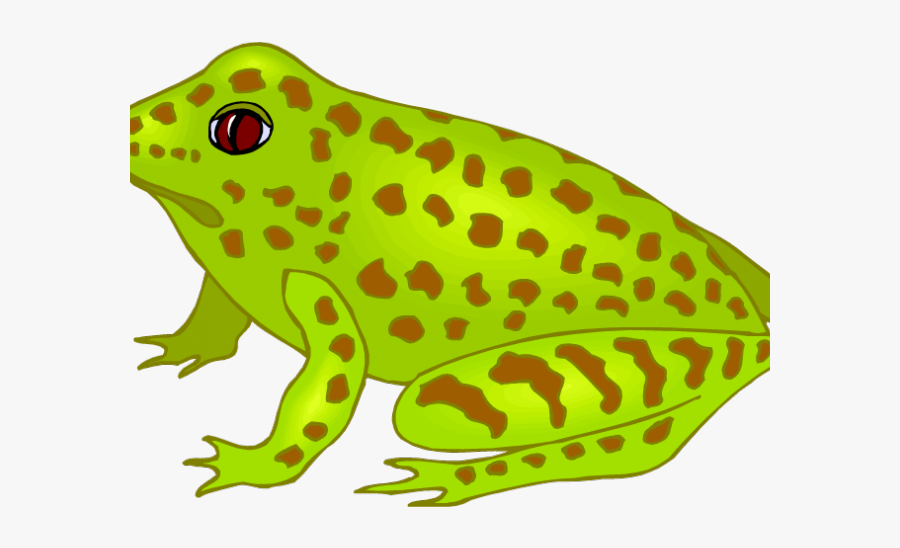 Frog Lay Eggs Clipart , Free Transparent Clipart ClipartKey