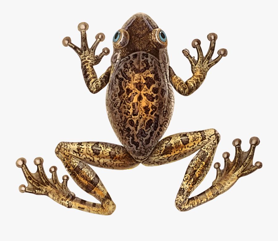 Toad,frog,terrestrial Animal - Cuban Tree Frog Png, Transparent Clipart