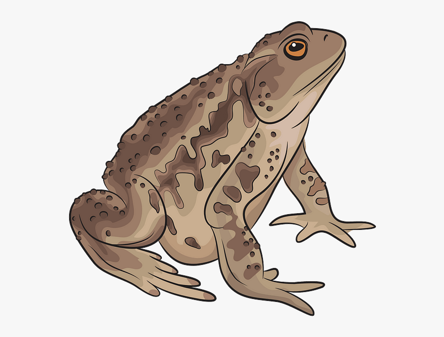 Eastern Spadefoot, Transparent Clipart