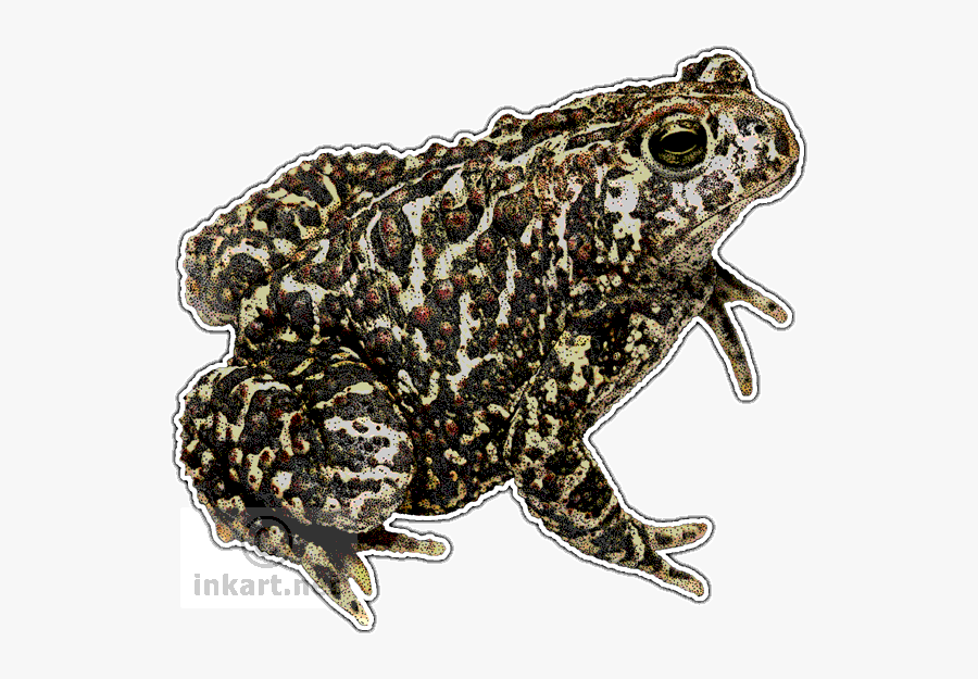 Toads Colored, Transparent Clipart