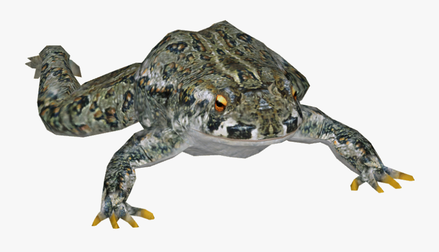 Clip Art Category Frogs And Toads - Tortoise, Transparent Clipart