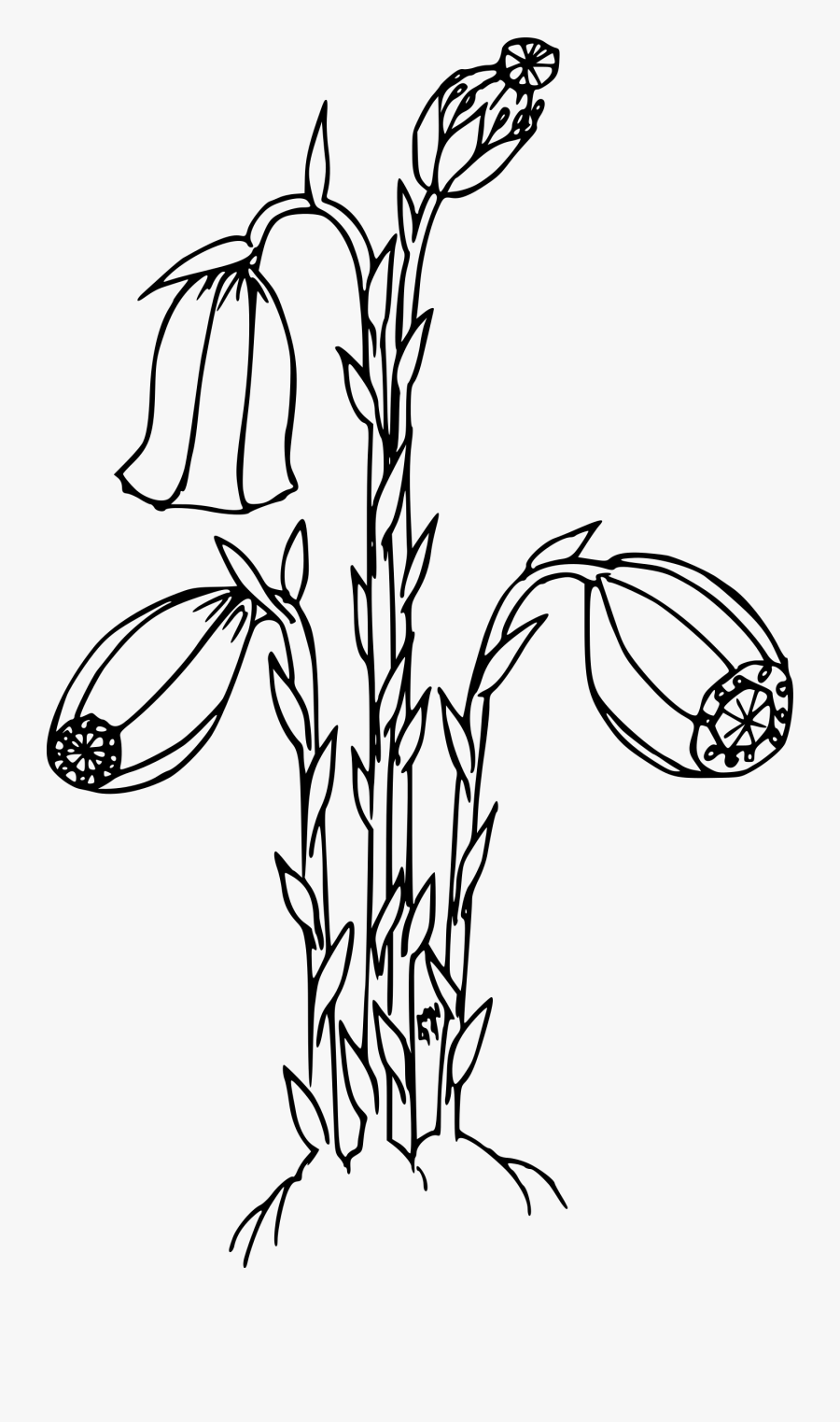 Indian Pipe Clip Arts - Outline Picture Of Indian Pipe, Transparent Clipart