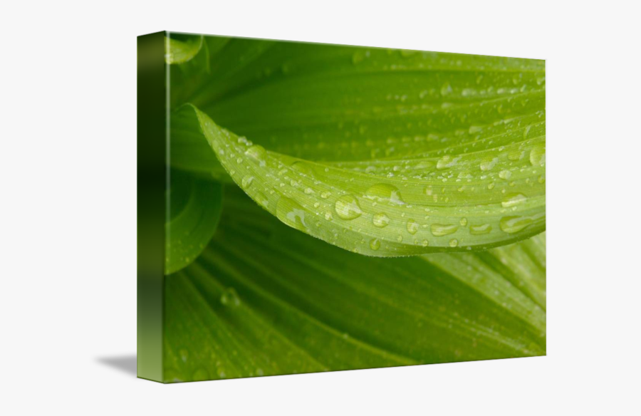 Clip Art Raindrops On Leaves - Dew, Transparent Clipart