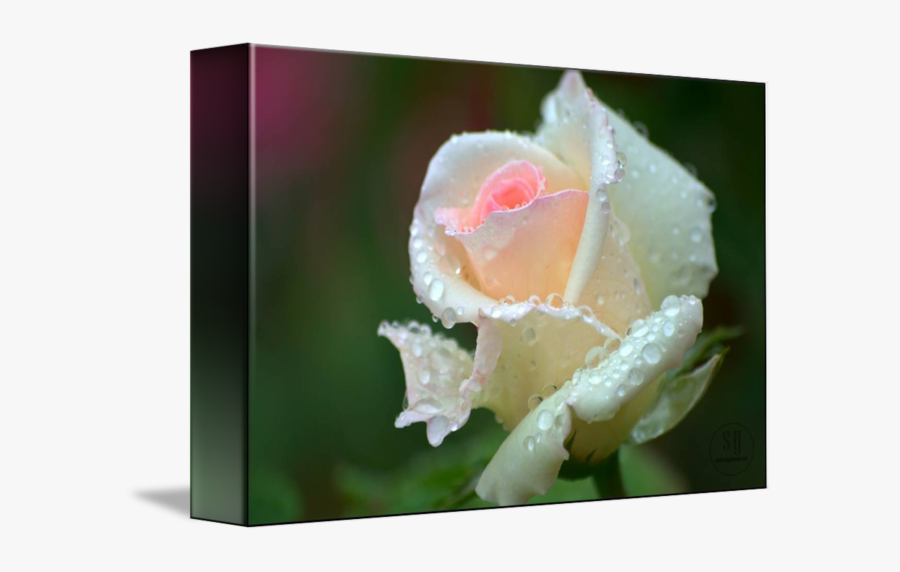 Clip Art Rose With Raindrops - White Rose In Rains, Transparent Clipart