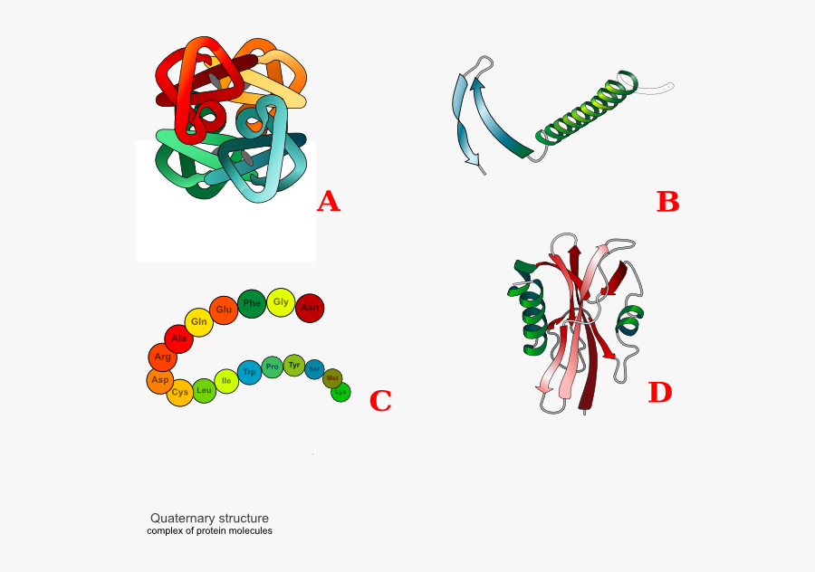 Four Structure Of Protein, Transparent Clipart