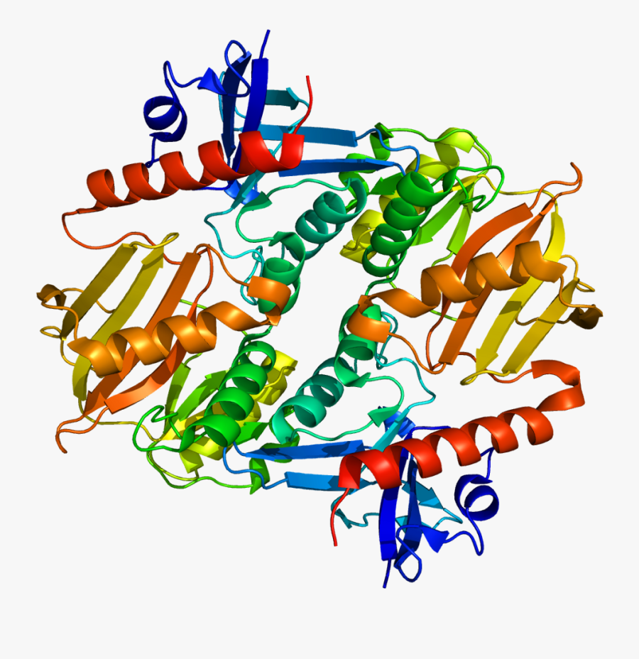 Protein Syn2 Pdb 1i7l - Syn2 Gene, Transparent Clipart
