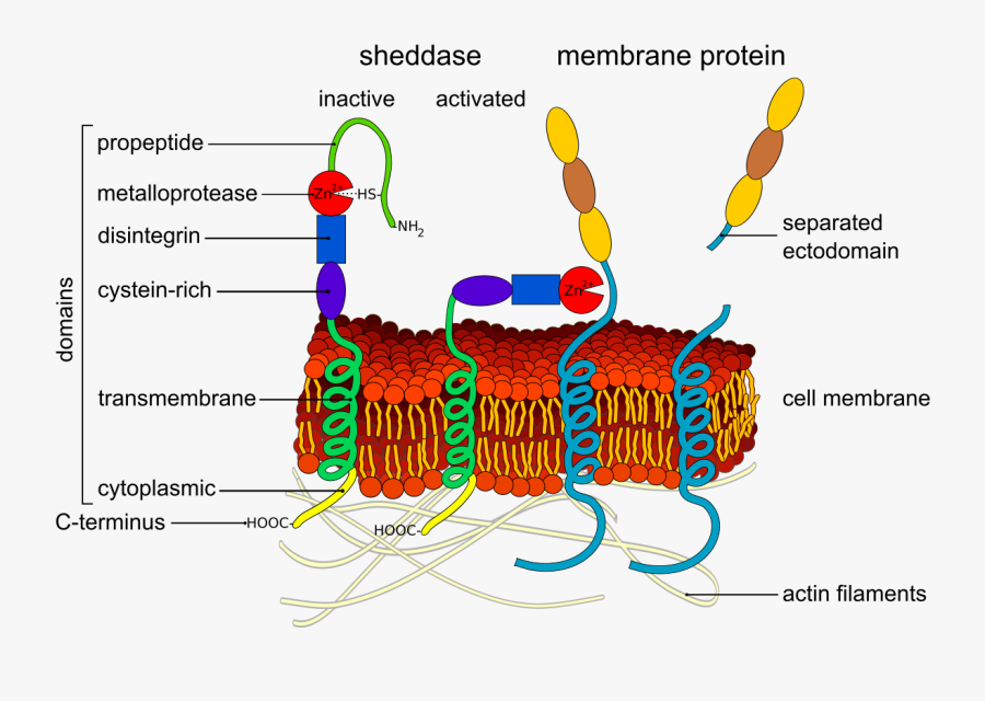 Protein Clipart, Transparent Clipart