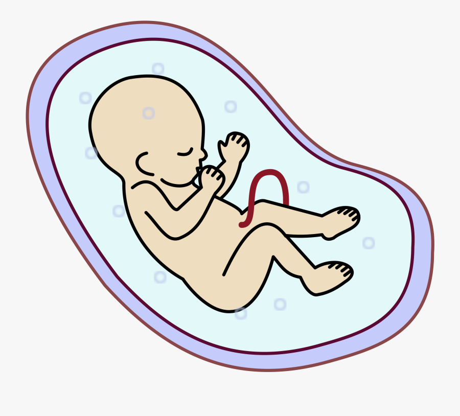 Free Human Embryo - Embryo Clipart, Transparent Clipart
