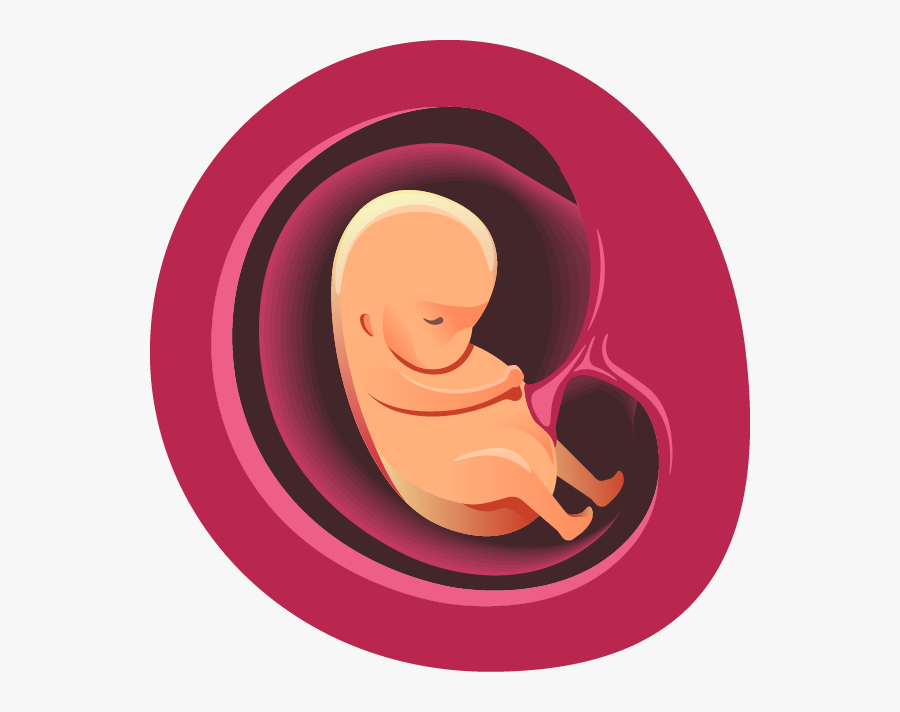 Two Months - Illustration, Transparent Clipart