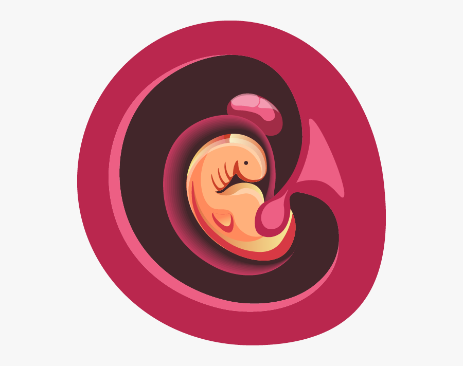 One Month - Month 1 Baby Fertilization, Transparent Clipart