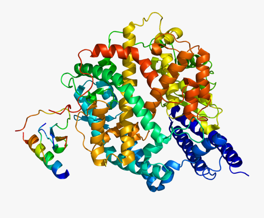 Protein Ace2 Pdb 1r42 - Protein Enzyme, Transparent Clipart