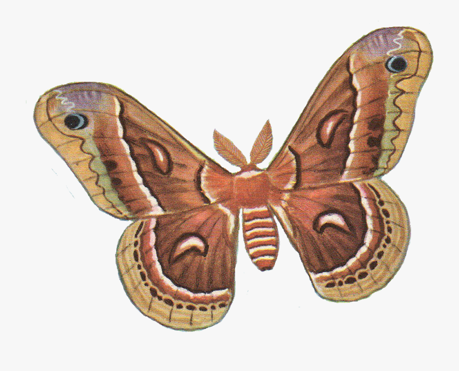 Silk Moth Clip Art, Transparent Clipart