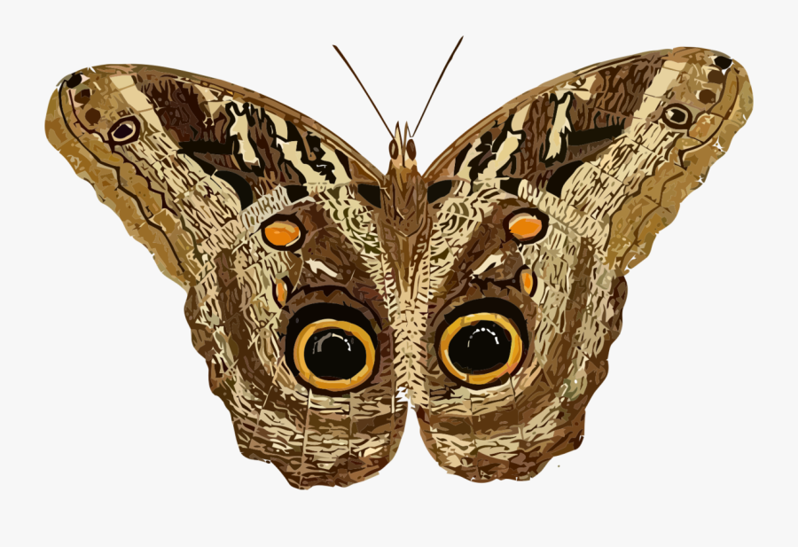 Moth Clipart, Transparent Clipart
