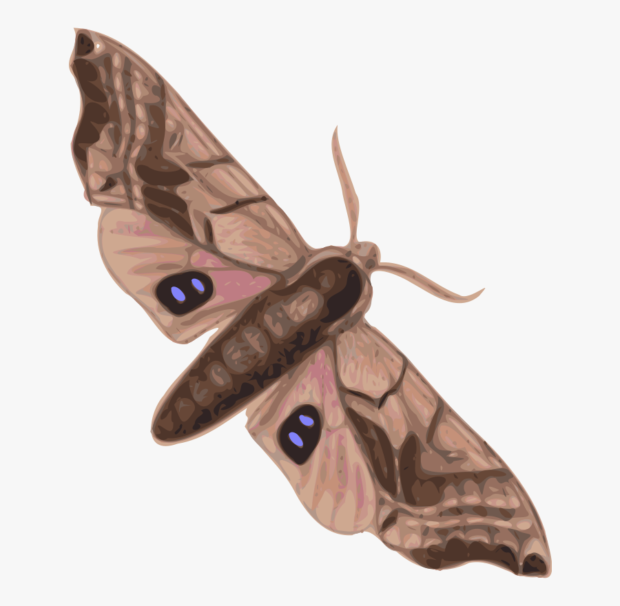 Moth Top View - Moths Clipart, Transparent Clipart