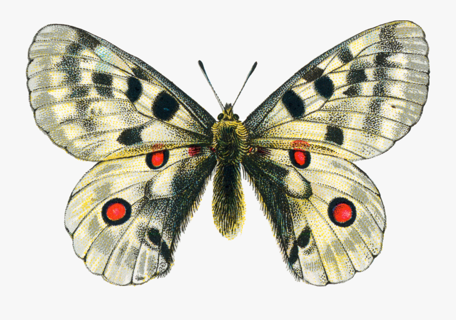 Download Moth Png Clipart 320 - Transparent Background Moth Png, Transparent Clipart