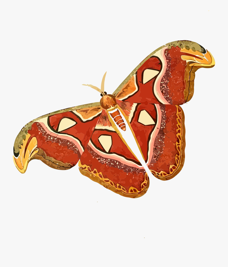 فراشة الأطلس, Transparent Clipart