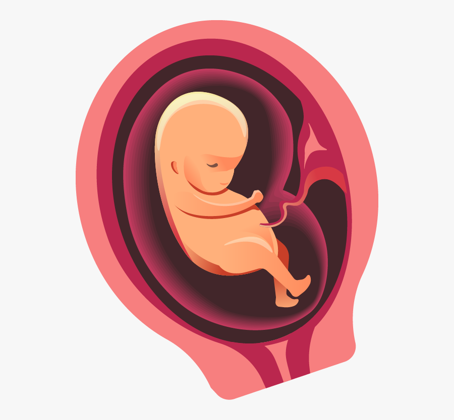 Three Months - Transparent Baby In Womb, Transparent Clipart