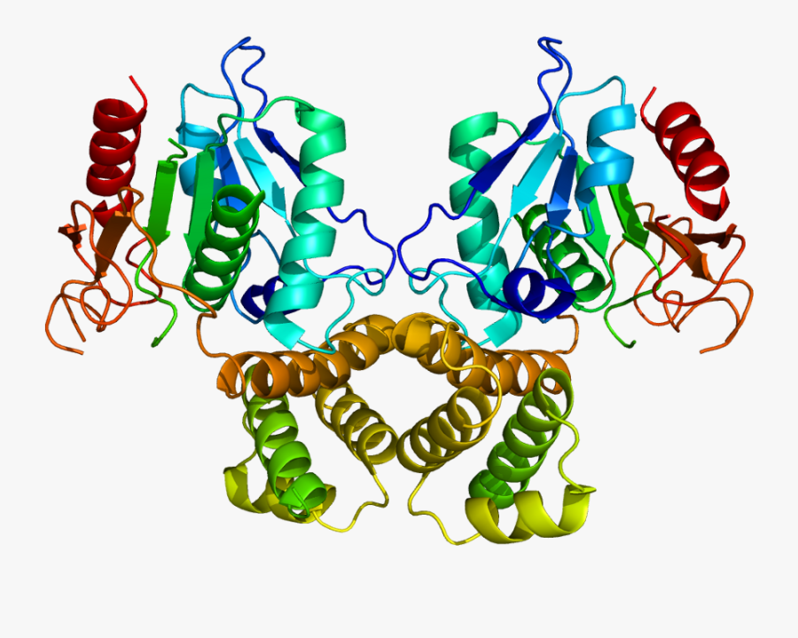 Fatty Acid Synthase Wikipedia - Fatty Acid Synthases, Transparent Clipart