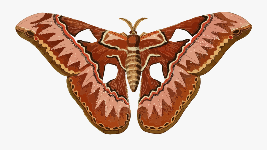 Moth Clipart, Transparent Clipart