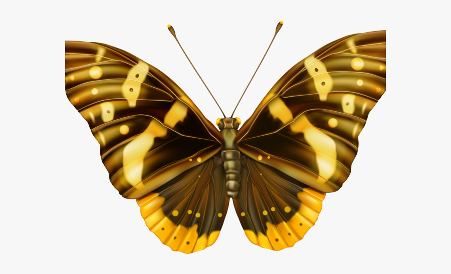 Butterfly Png, Transparent Clipart