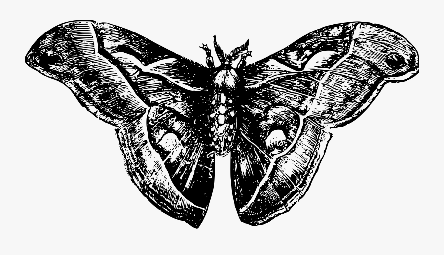 Png Royalty Free Clipart - Moth Png Black And White, Transparent Clipart