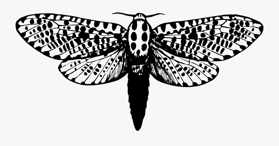 Death's Head Moth Silhouette, Transparent Clipart