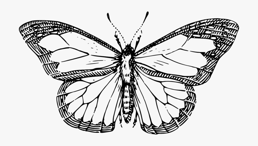 Butterfly Black And White Butterfly Clipart Black And - Butterfly Black And White Sketch, Transparent Clipart