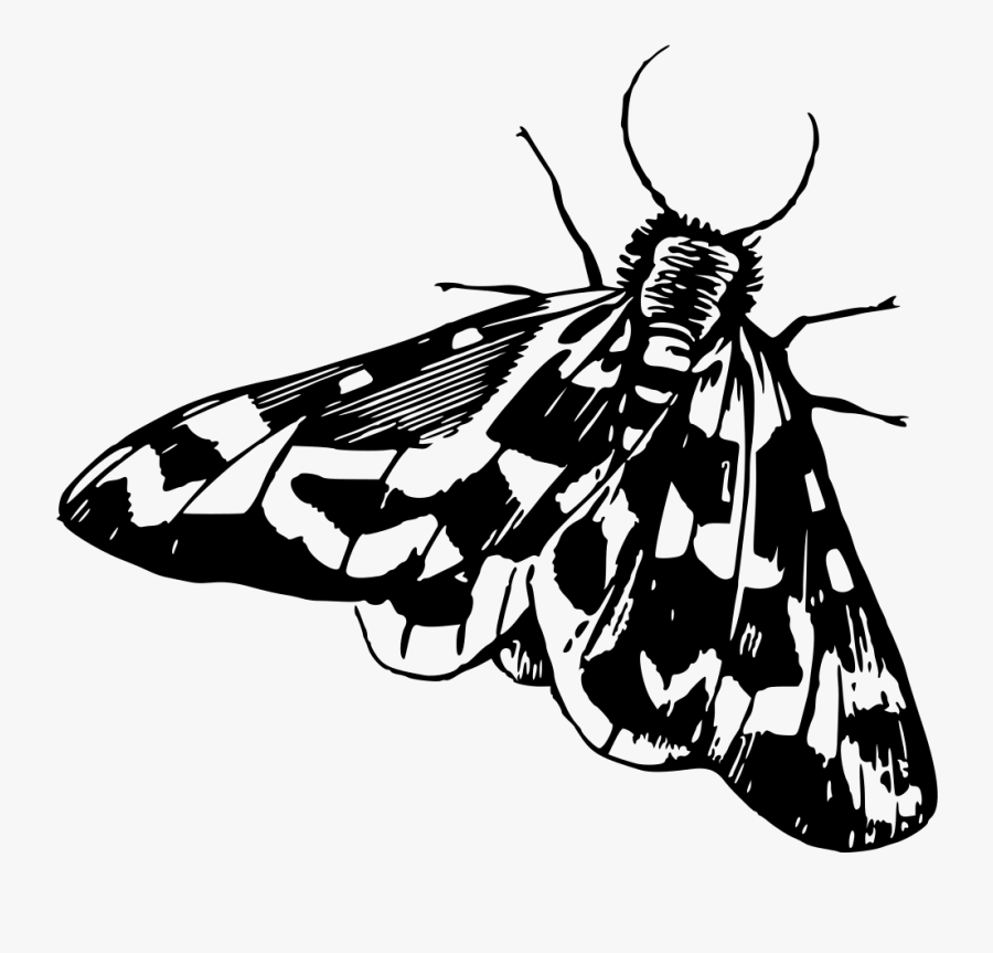Transparent Moths Png - Moth Clipart Black And White, Transparent Clipart