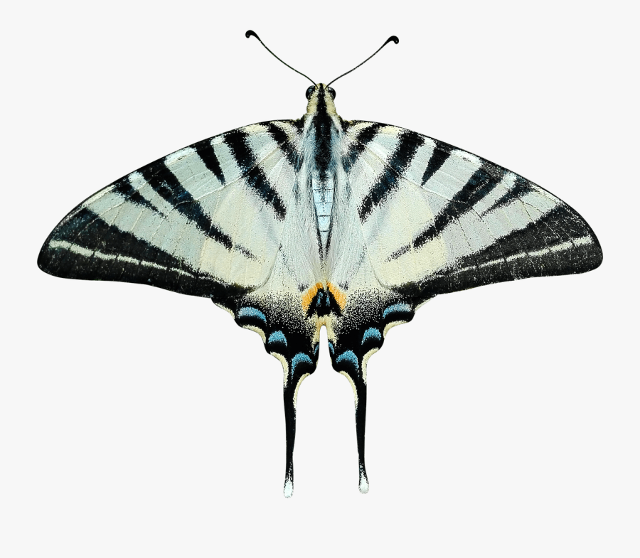 Butterfly Grey And Black, Transparent Clipart